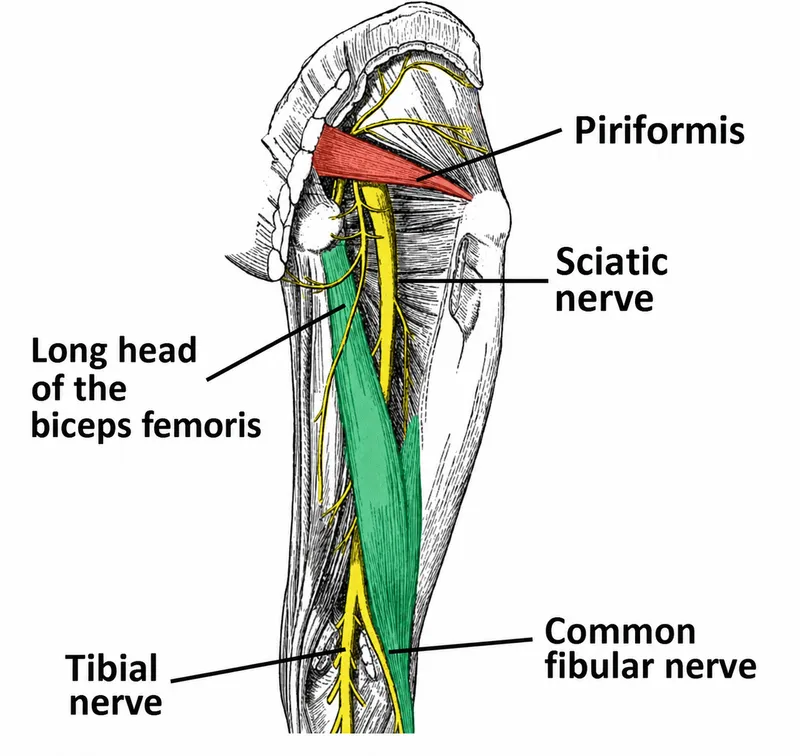 Sciatic nerve and branches in posterior thigh