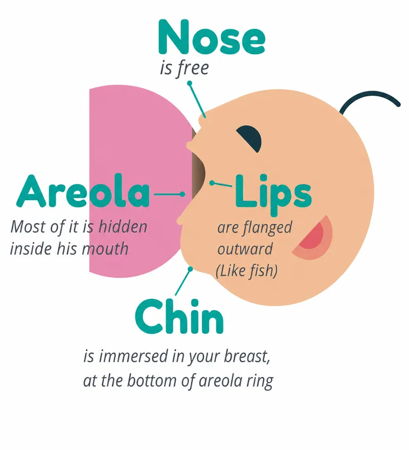 Signs of Correct Breastfeeding Latch Diagram