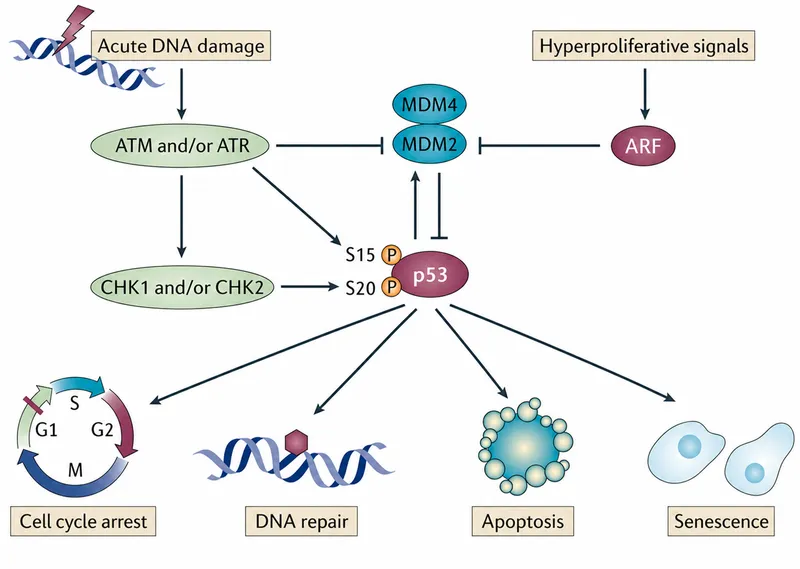 p53 tumor suppressor pathway overview