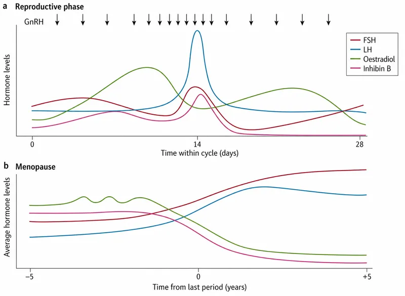 Hormone levels in reproductive phase and menopause