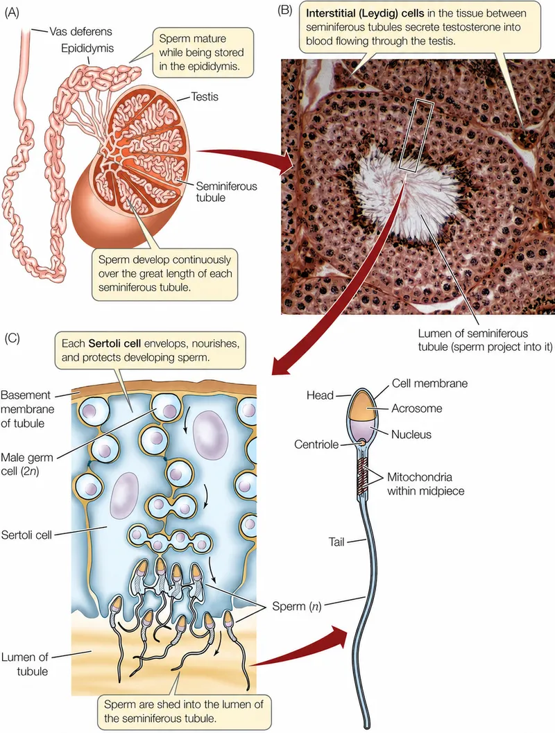 Testis anatomy, seminiferous tubule, spermatogenesis