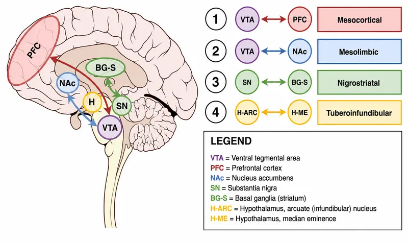 Four major dopamine pathways in the human brain