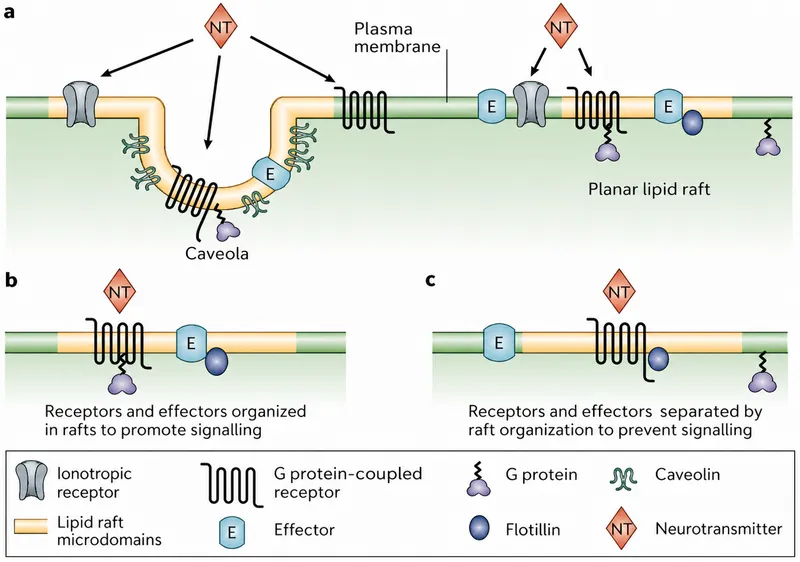 Lipid rafts and signaling