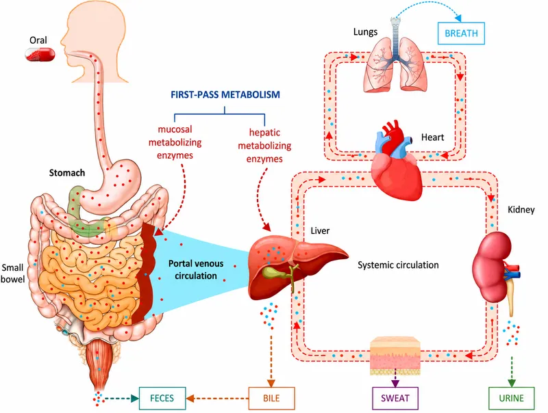 Drug Metabolism and Excretion Pathways