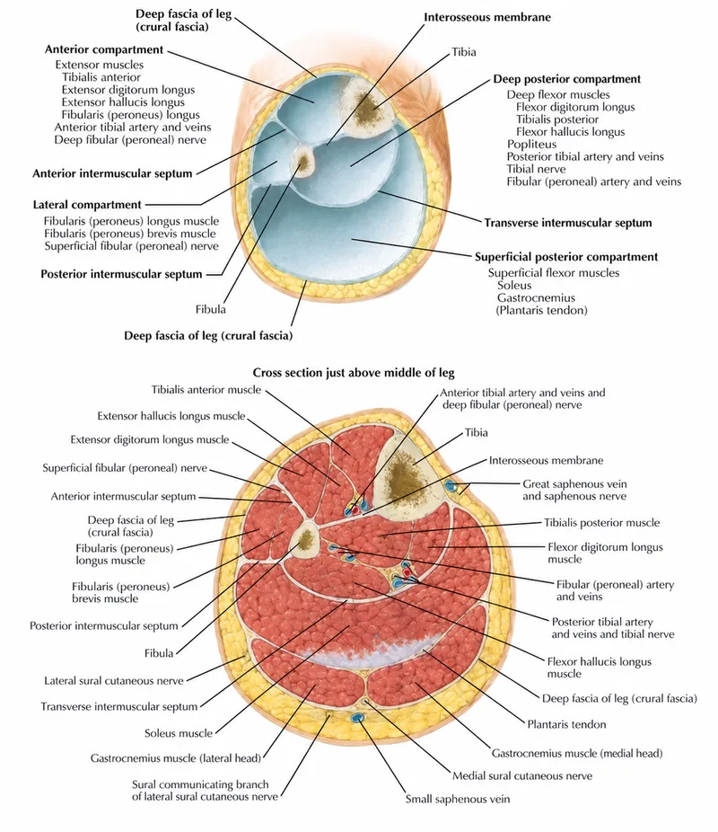 Leg Fascial Compartments Cross-Section