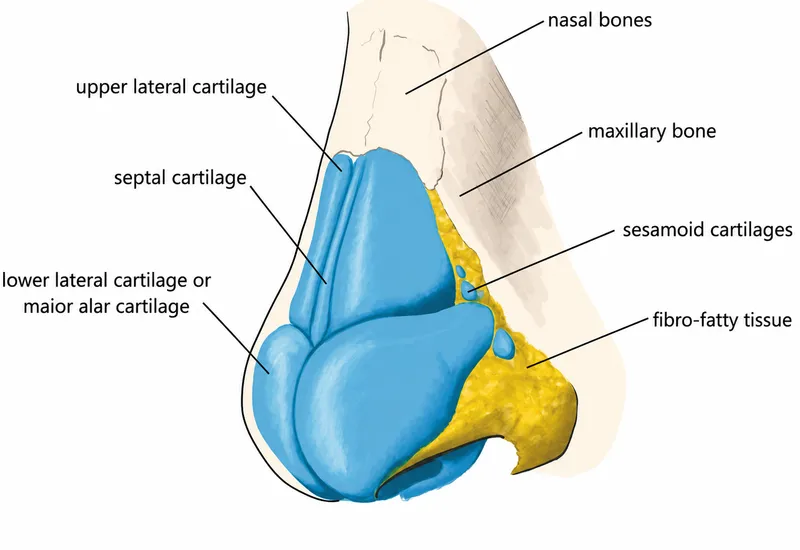 Nasal Framework Anatomy: Bones, Cartilages, and Soft Tissue