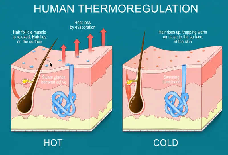 Human thermoregulation: hot vs. cold conditions