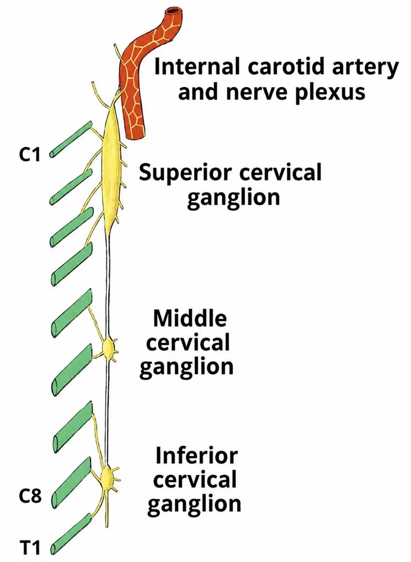 Cervical Sympathetic Chain and Ganglia