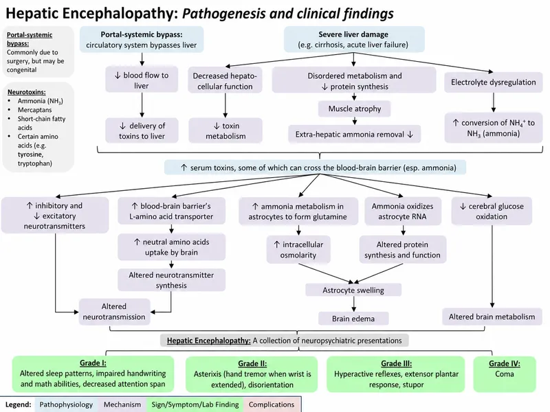 Hepatic Encephalopathy Pathogenesis and Findings