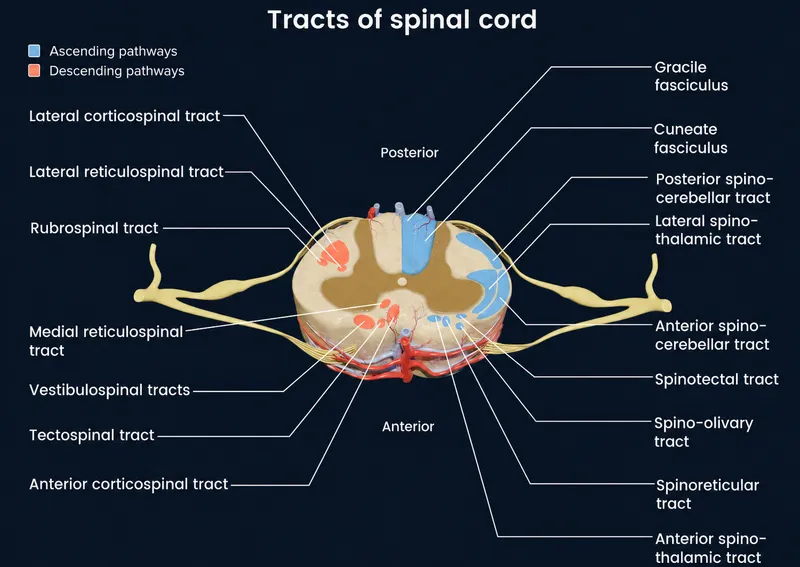 Spinal Cord Tracts Diagram