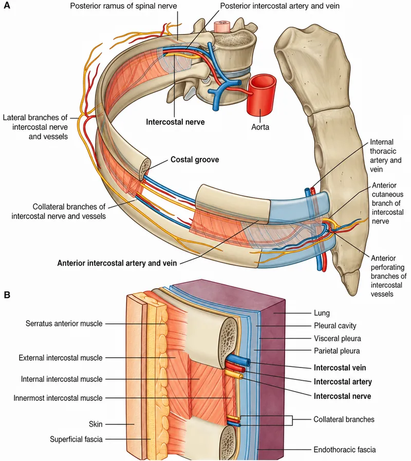 Thoracic wall cross-section with intercostal muscles