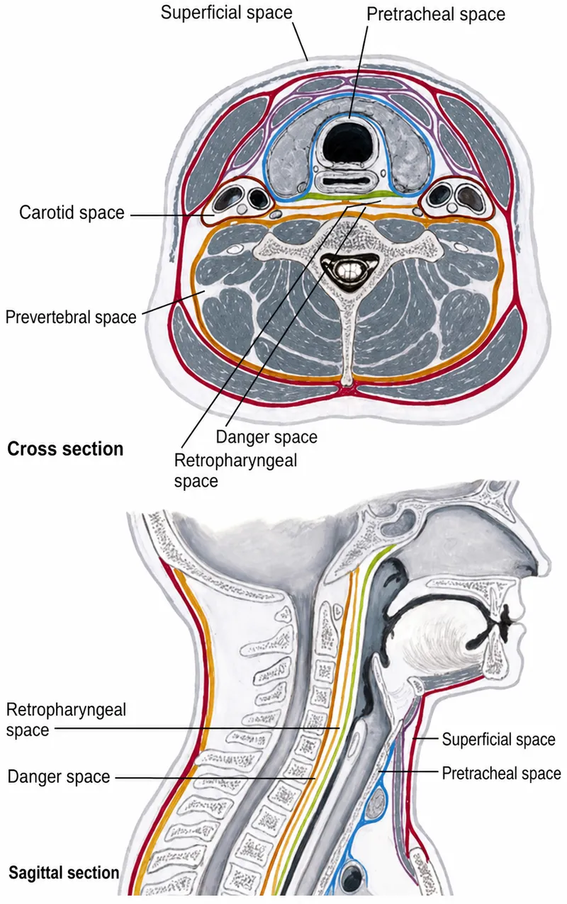 Detailed sagittal section showing fascial planes and potential spaces