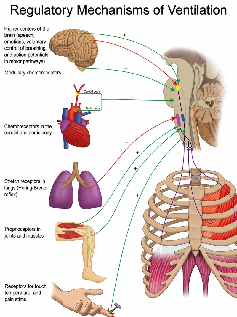 Regulatory Mechanisms of Ventilation