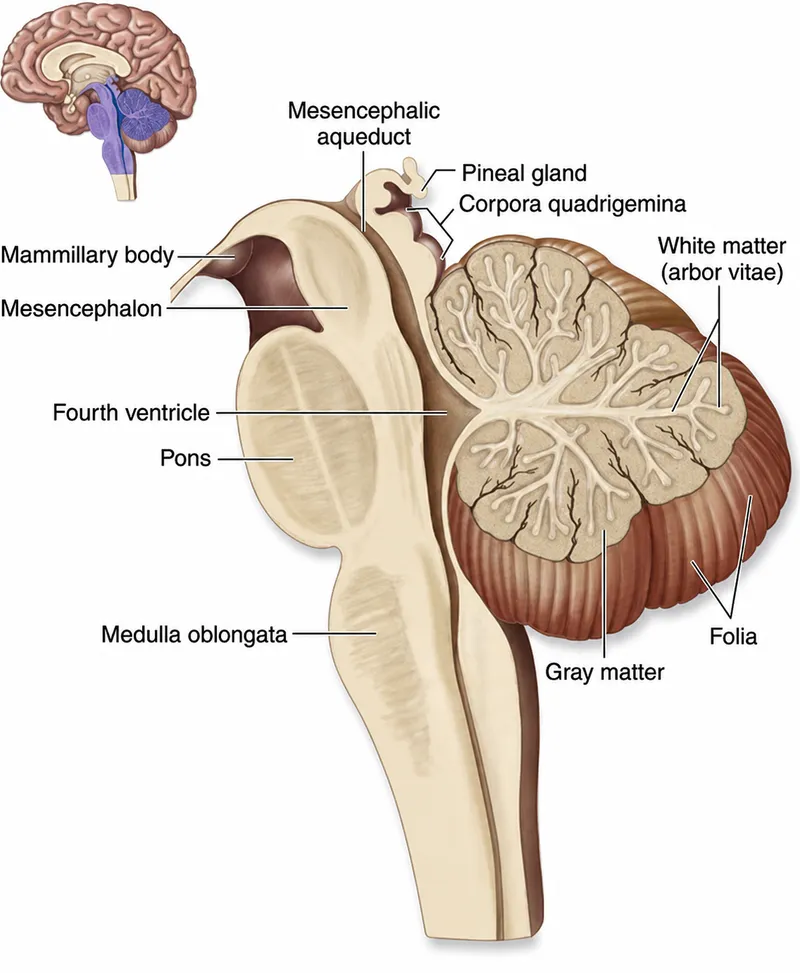 Midsagittal section of brainstem and cerebellum