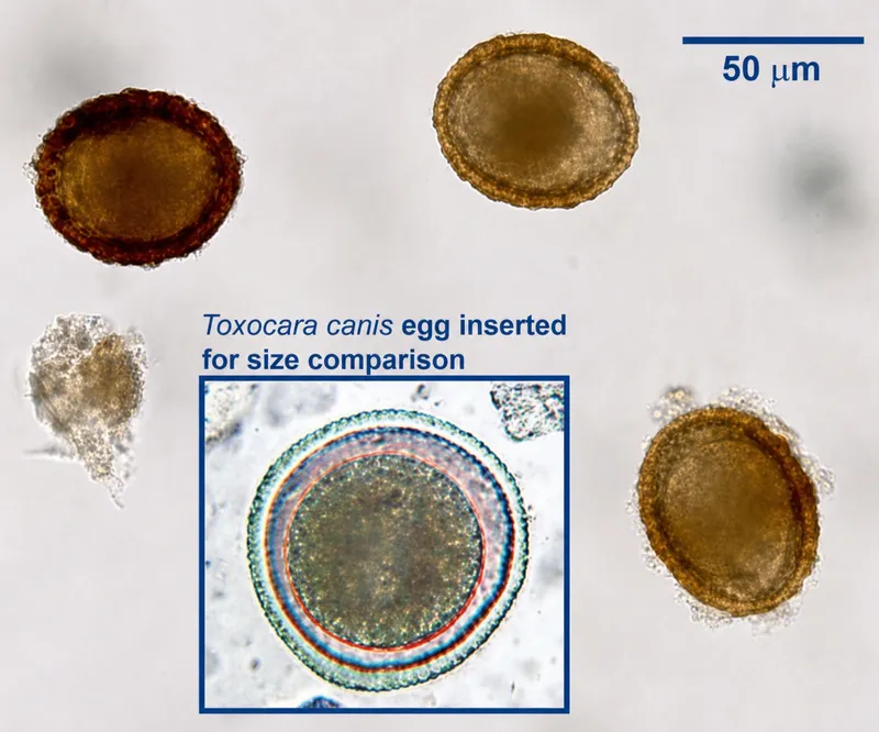 Toxocara canis egg size comparison