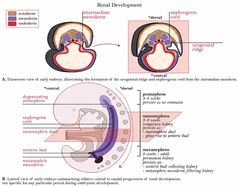 Renal Development Stages
