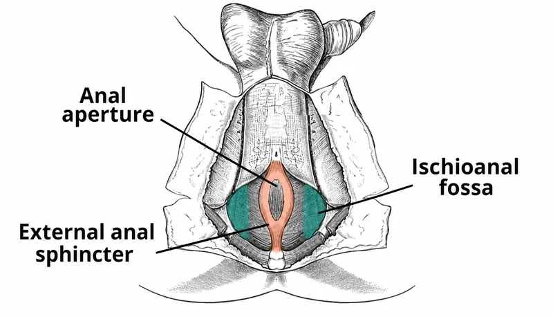 Anal triangle and ischioanal fossa