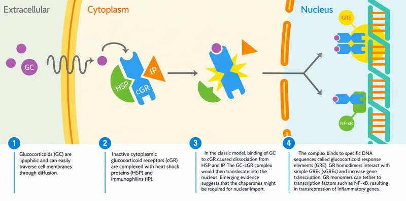 Molecular pathway diagram showing steroid anti-inflammatory mechanism