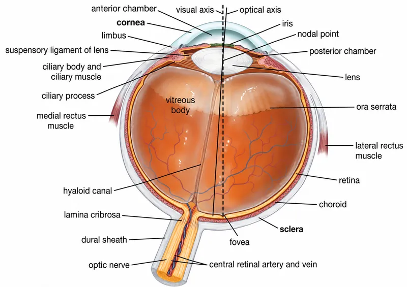 Anatomy of the Human Eye