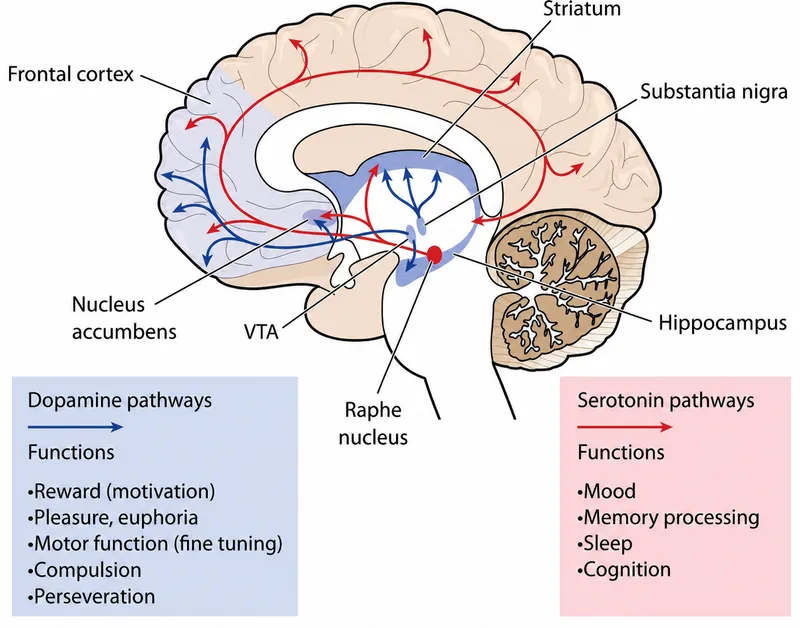 Neurotransmitter pathways in mood regulation showing serotonin and dopamine circuits