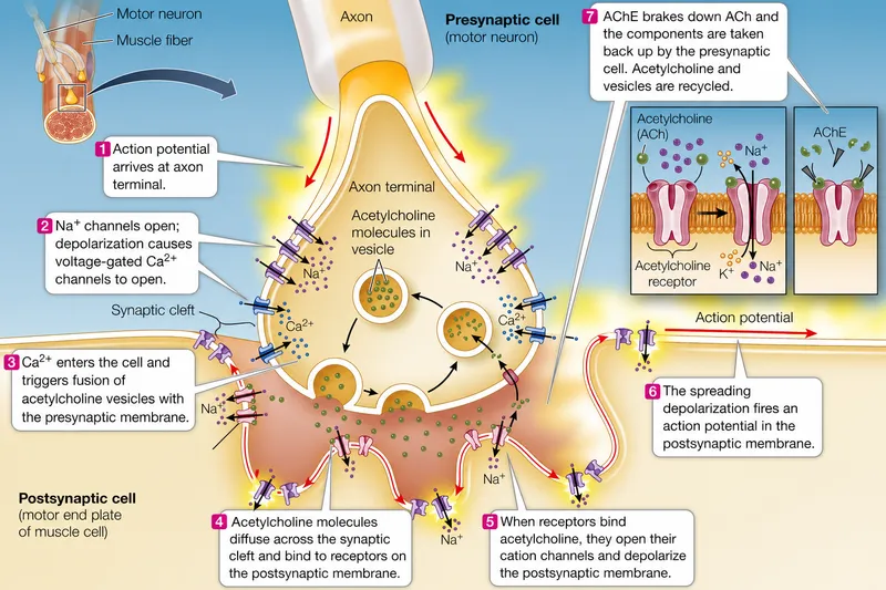 Neuromuscular Junction Structure and Function
