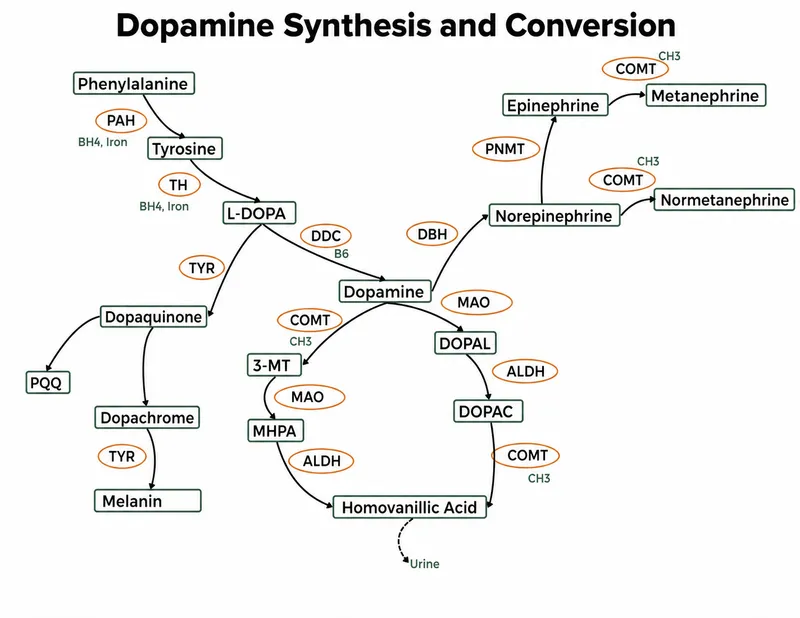 Diagram showing neurotransmitter synthesis pathways from amino acid precursors