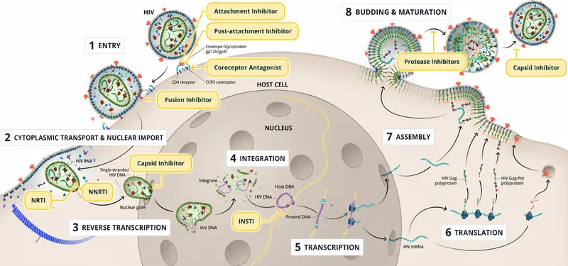 Detailed HIV lifecycle with drug intervention points marked
