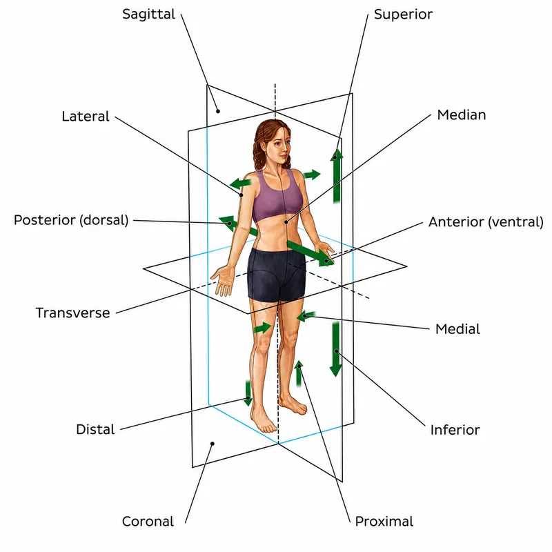 Anatomical planes and directional terms