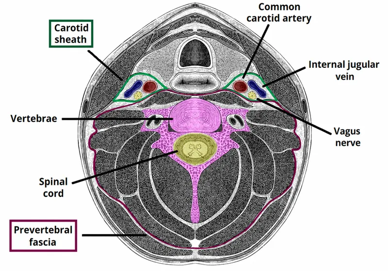 Axial neck anatomy showing deep spaces and fascia