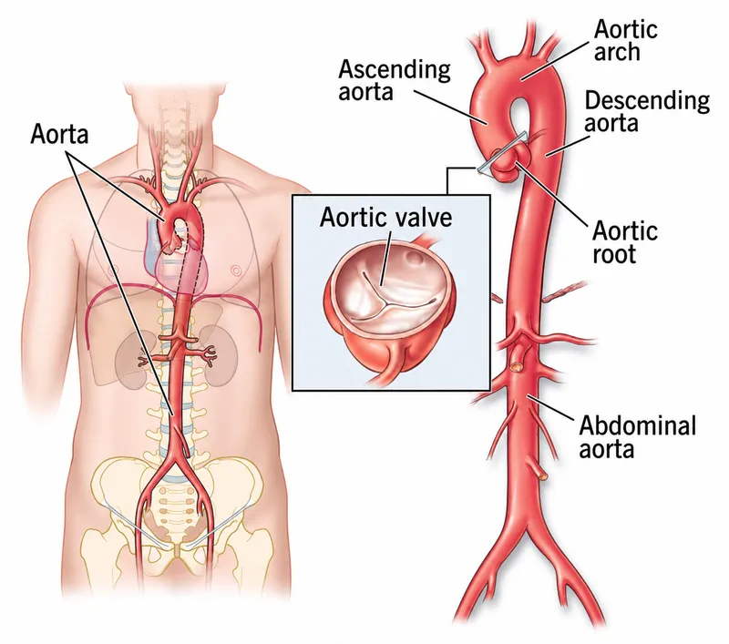 Anatomy of the Aorta with Segments and Major Branches