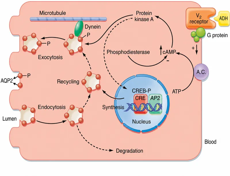 ADH action on principal cell AQP2 insertion