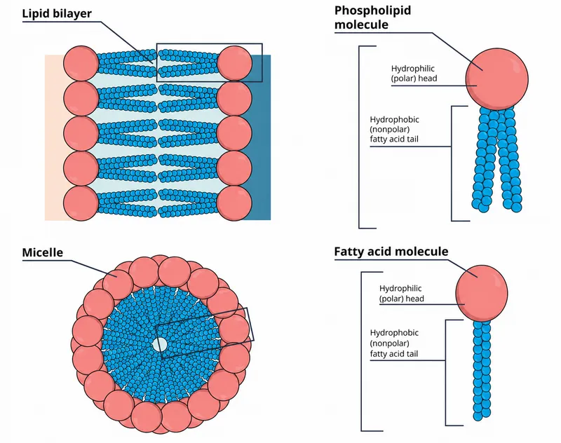 Lipid bilayer and micelle structure