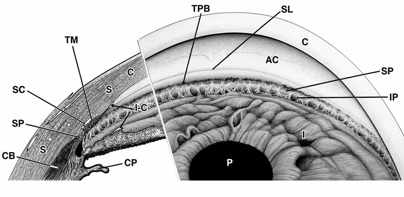 Anterior chamber angle anatomy