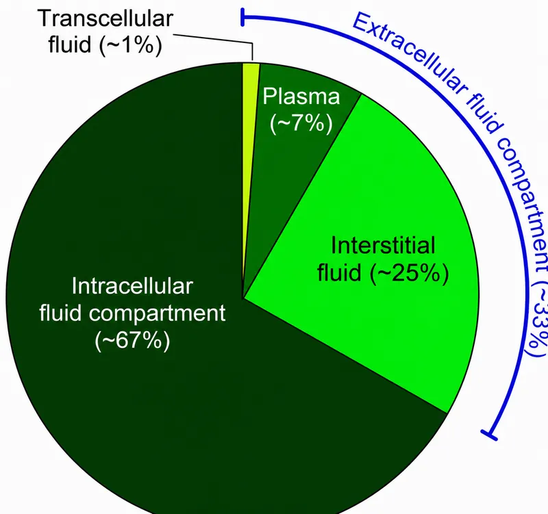 Body fluid compartments and percentages
