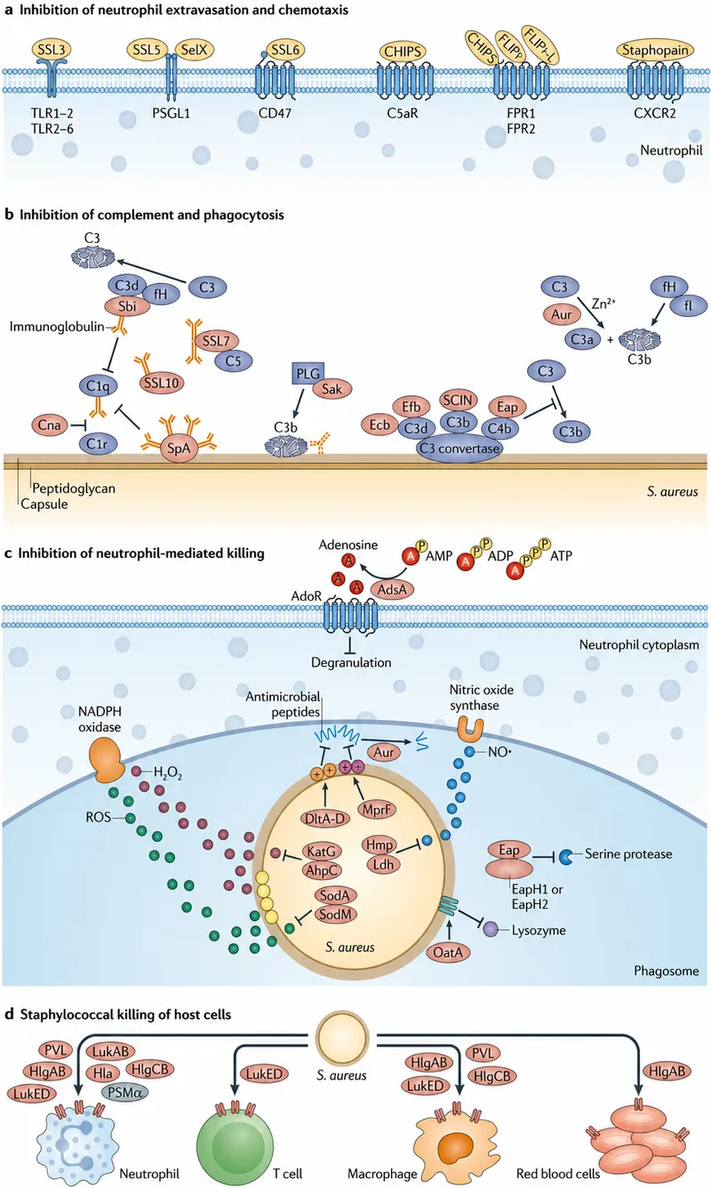 Bacterial virulence factors and host immune response mechanisms