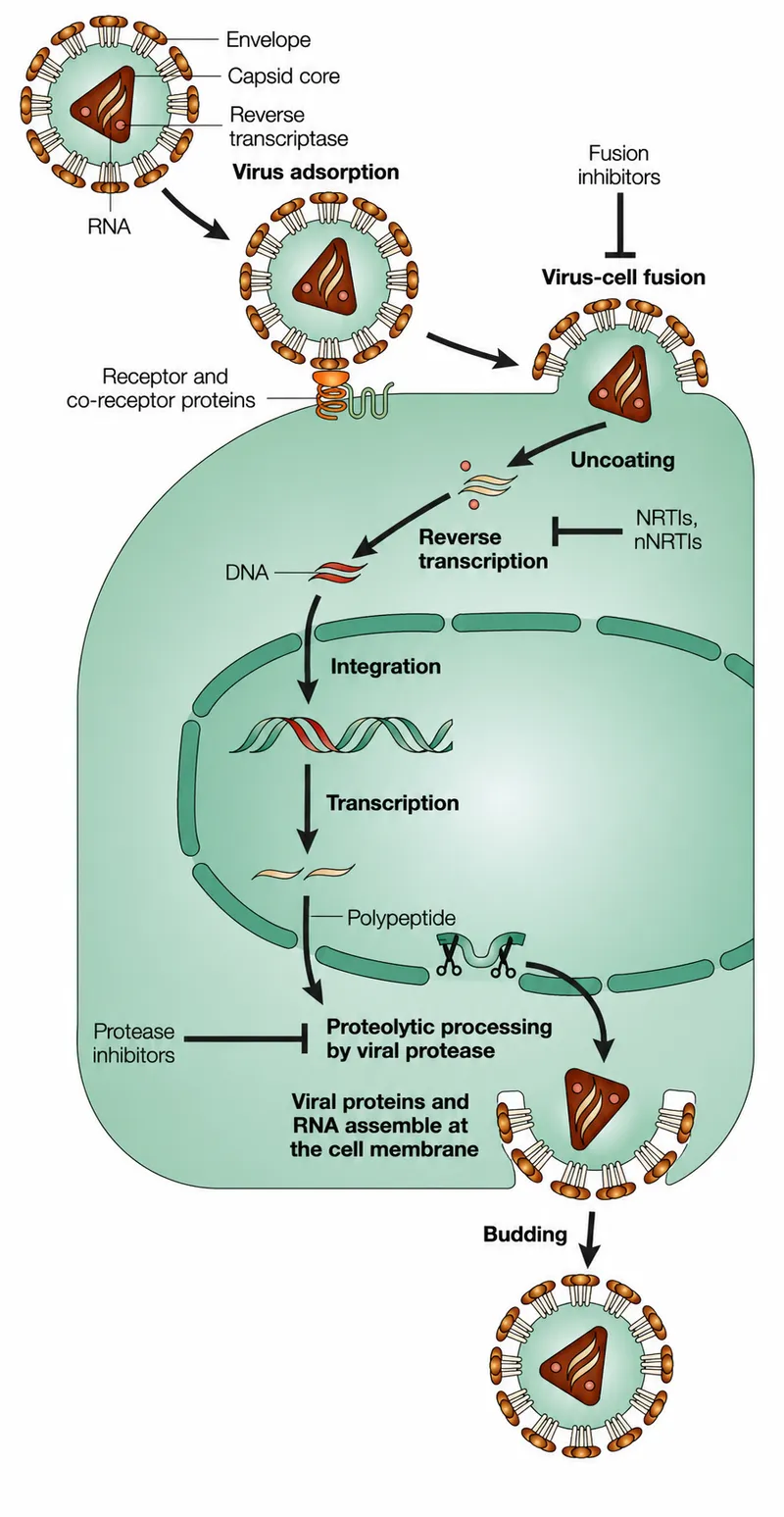 HIV life cycle and drug targets