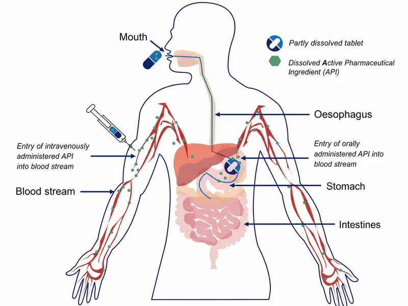 Oral vs. IV Drug Administration & First-Pass Metabolism
