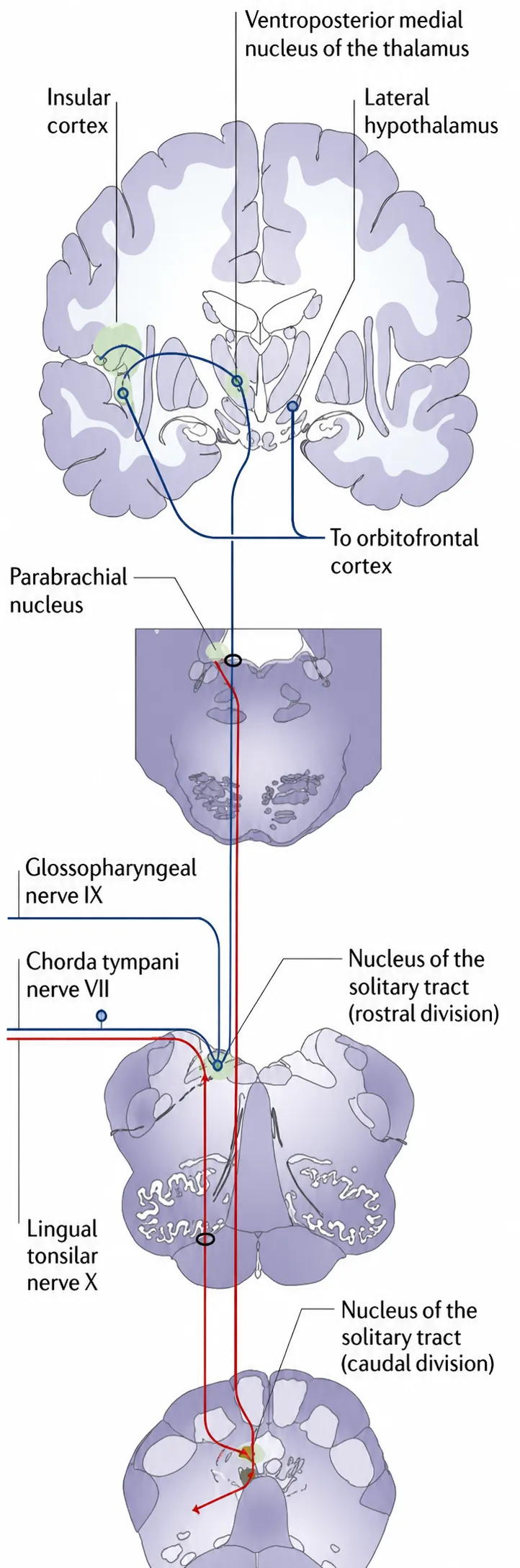 Gustatory pathway diagram