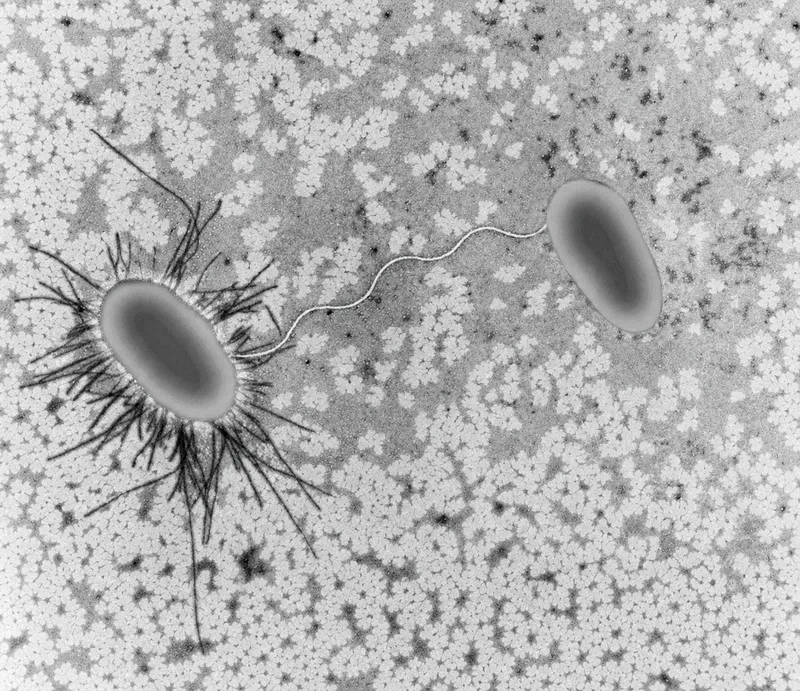 Bacterial conjugation showing pilus formation and DNA transfer between cells