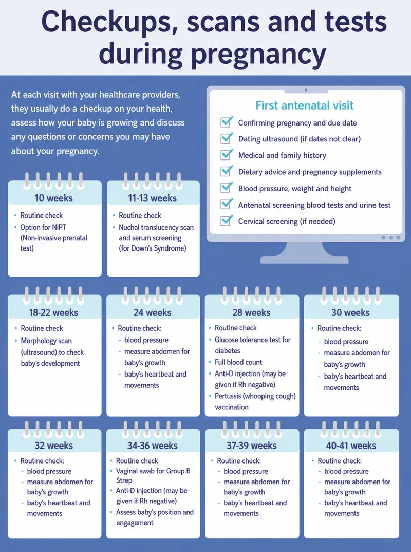 Prenatal screening timeline showing optimal testing windows