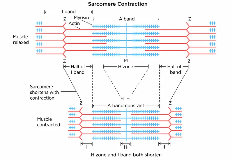 Sarcomere Contraction: Relaxed vs. Contracted