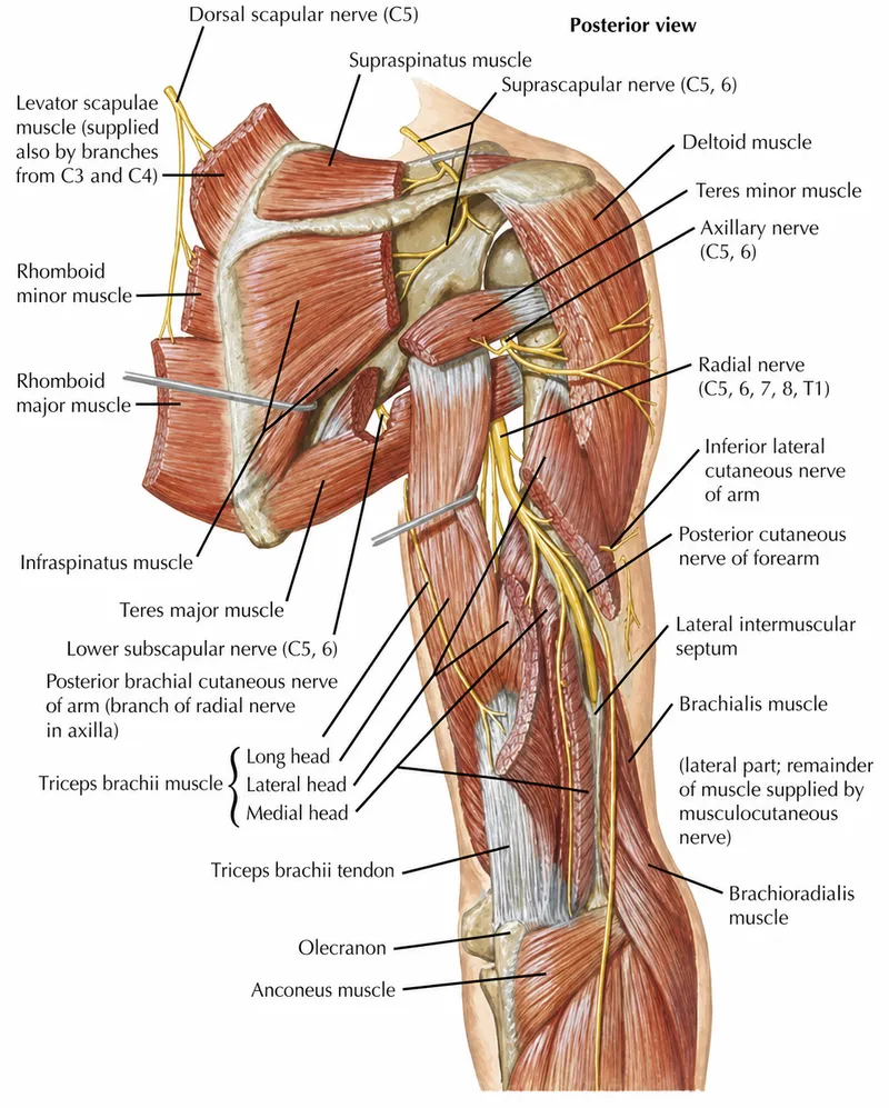 Posterior shoulder and arm muscles with nerve supply