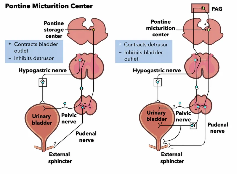Detailed neuroanatomy diagram showing micturition pathways from cortex to bladder