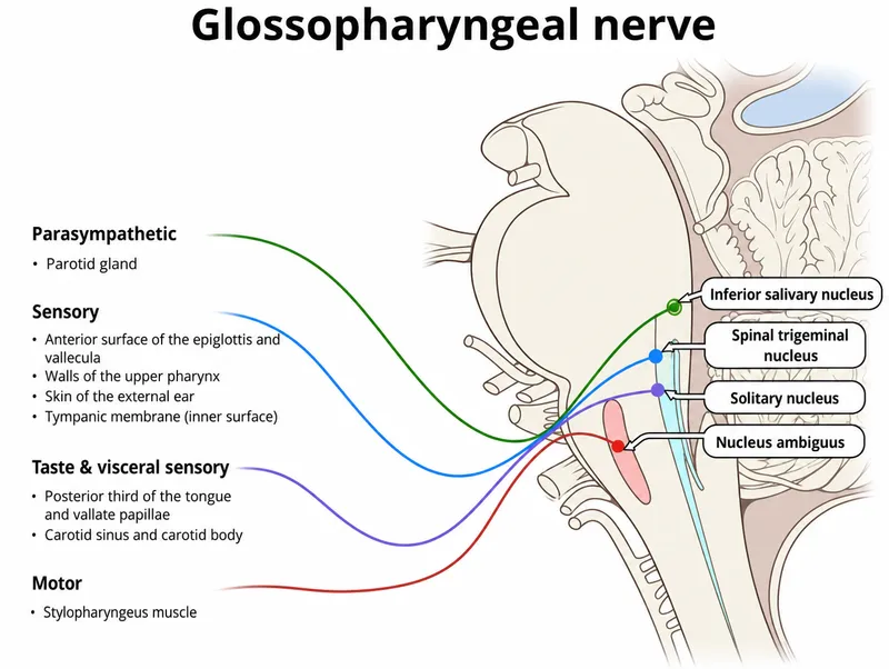 Glossopharyngeal Nerve (CN IX) Parasympathetic Pathway