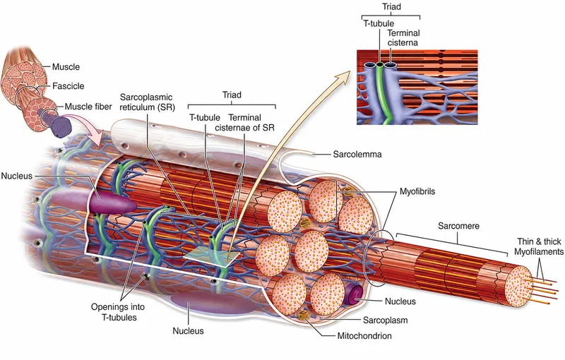 Muscle Fiber Structure