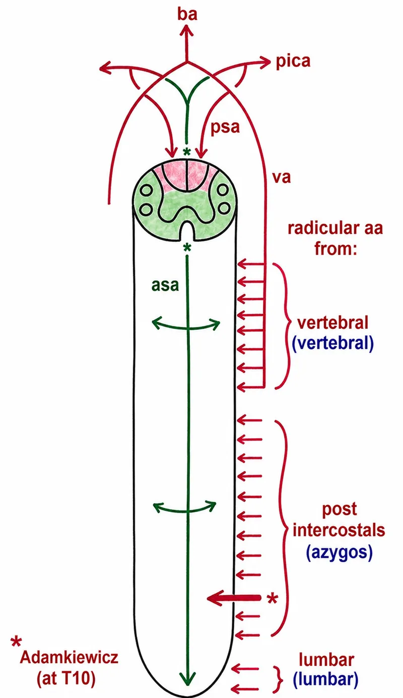 Spinal Cord Arterial Supply: ASA, PSA, Artery of Adamkiewicz