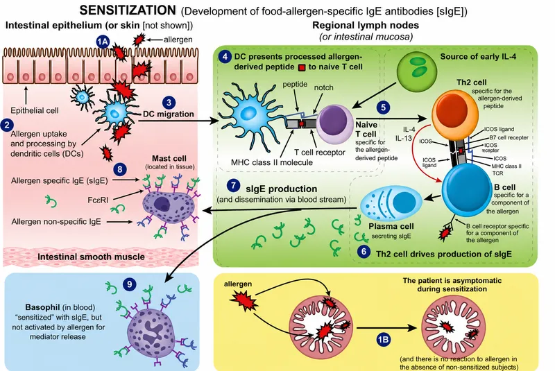 Food allergy sensitization immune mechanism
