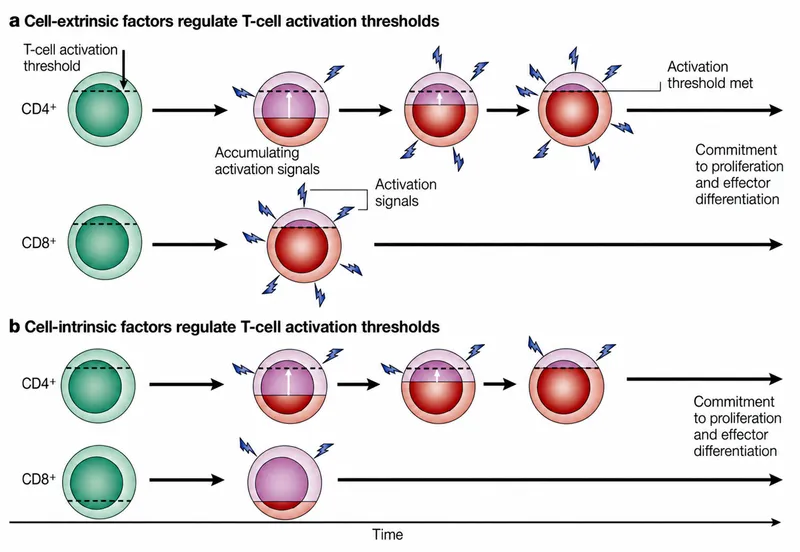 T-cell activation thresholds: extrinsic vs intrinsic
