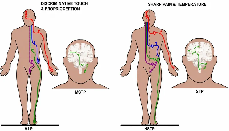 Neural Pathways: Discriminative Touch & Pain/Temperature