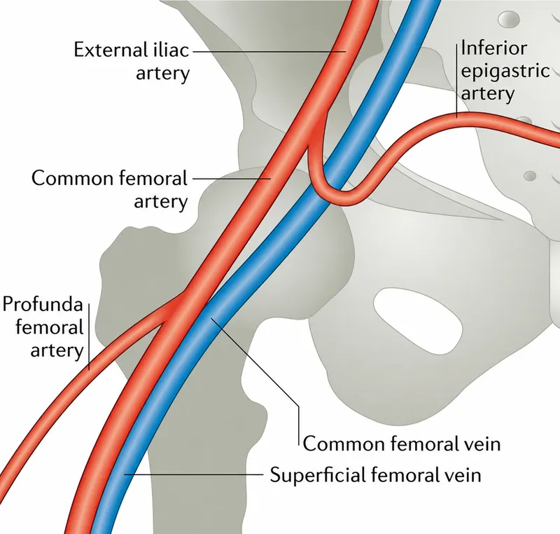 Femoral artery and vein anatomy for vascular access